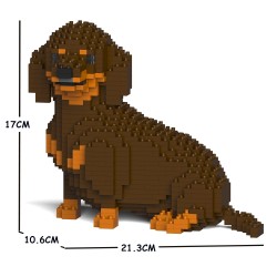 Brown and tan head-turning dachshund dog