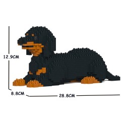 Black and Tan Coated Dachshund Dog
