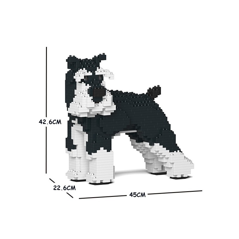 Chien Schnauzer Moyen qui tourne la tête noir et blanc