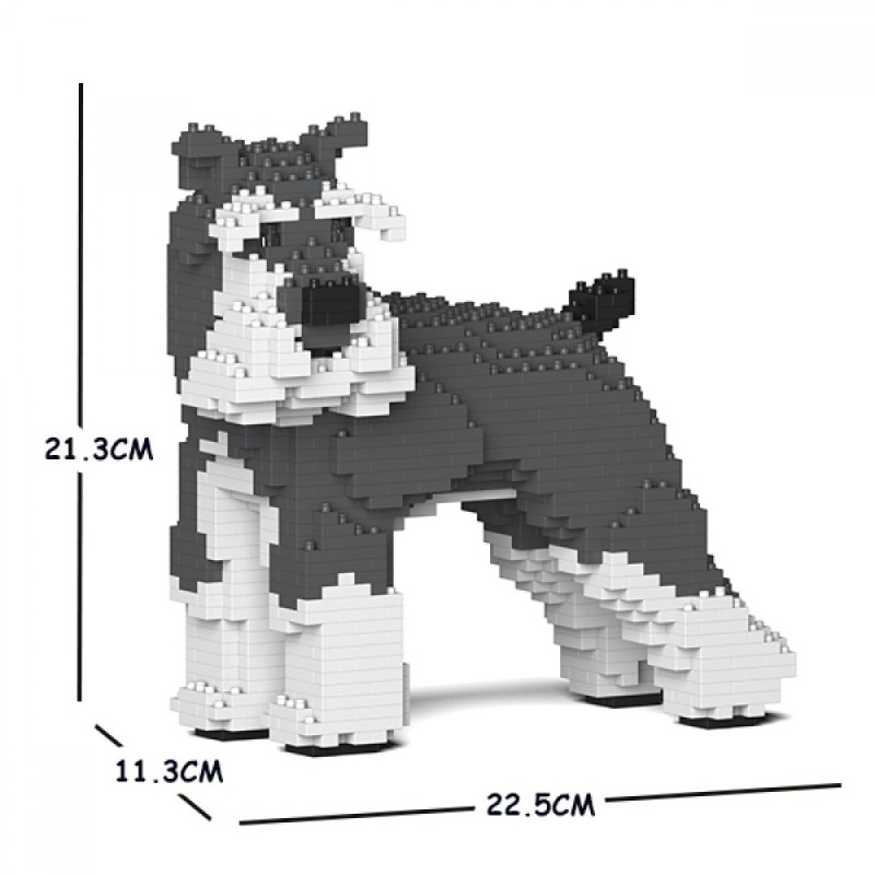 Chien Schnauzer Moyen qui tourne la tête gris et blanc