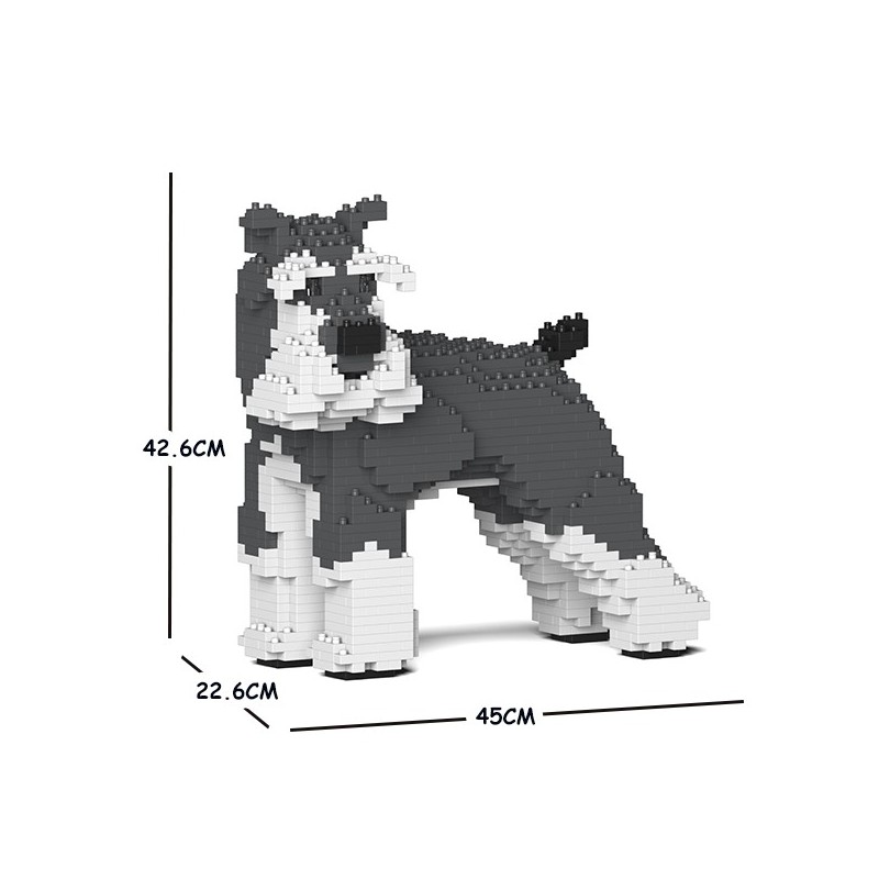 Chien Schnauzer Moyen qui tourne la tête gris et blanc