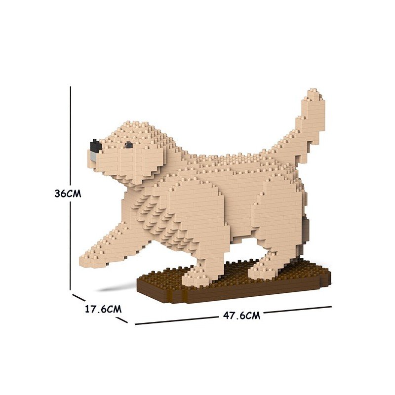Chien Golden Retriever qui lève la patte beige