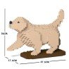 Chien Golden Retriever qui lève la patte beige