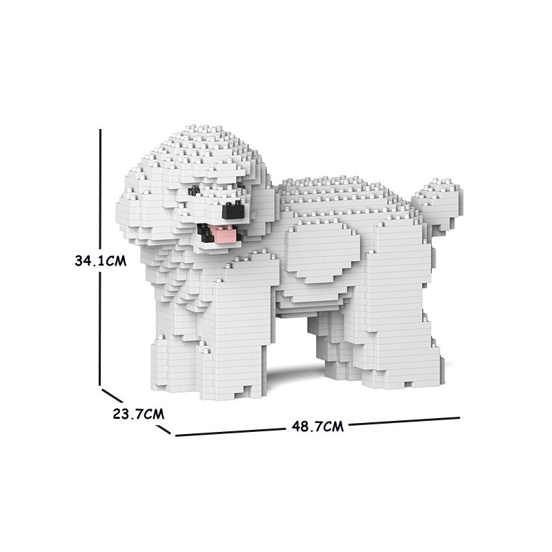 Chien Caniche Nain qui tourne la tête blanc