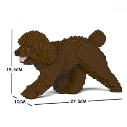 Brown Miniature Poodle dog walking