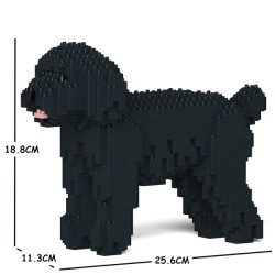 Black Miniature Poodle dog