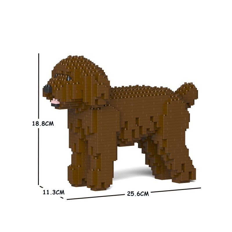 Brown Miniature Poodle dog