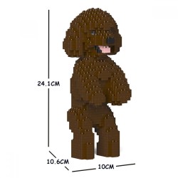 Miniature Poodle dog standing brown