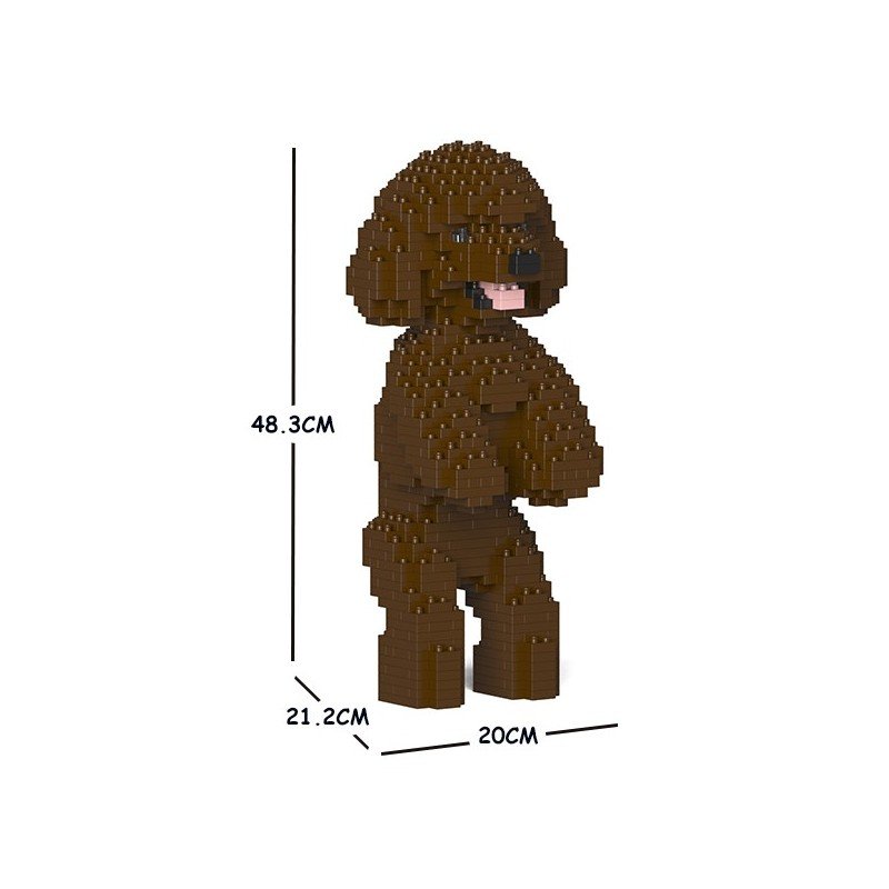 Miniature Poodle dog standing brown