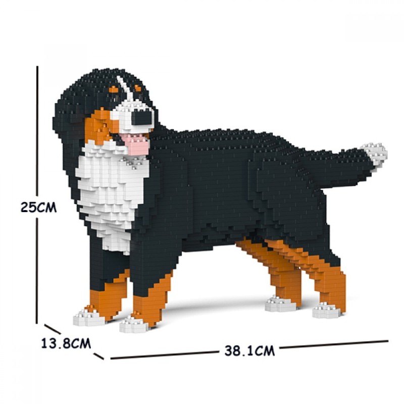 Bernese mountain dog turning his head