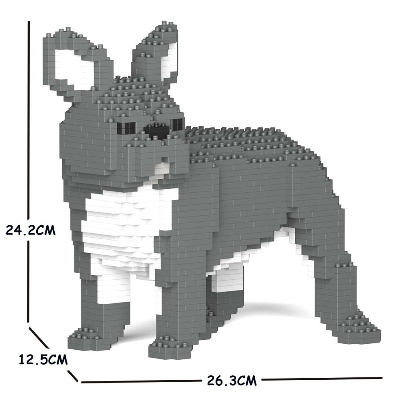 Chien Bouledogue Français qui tourne la tête bleu