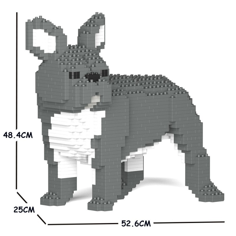 Chien Bouledogue Français qui tourne la tête bleu