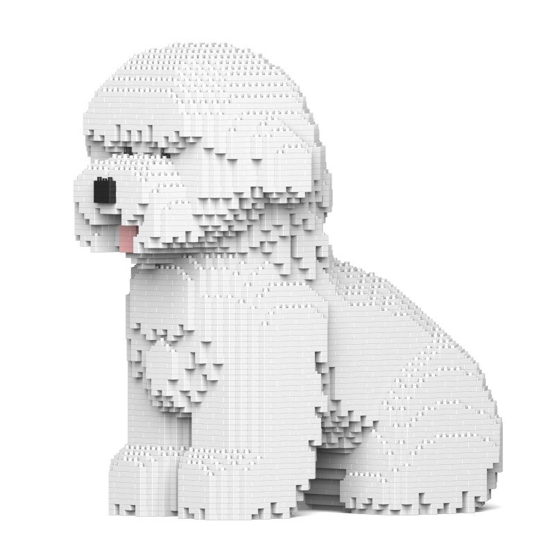 Bichon Frize dog sitting