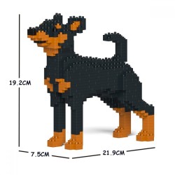 Black Miniature Pinscher dog