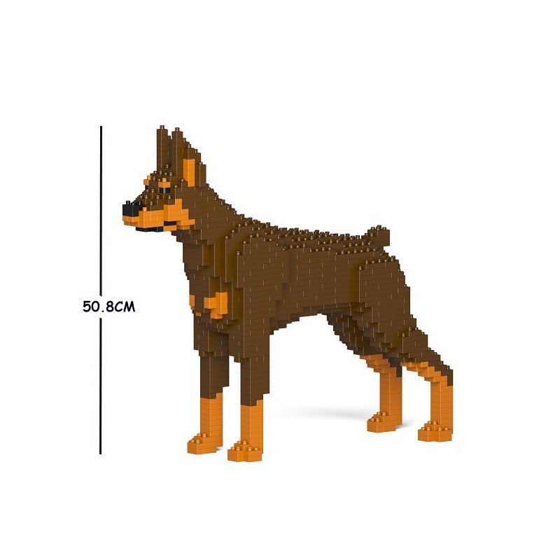 Chien Dobermann marron et feu