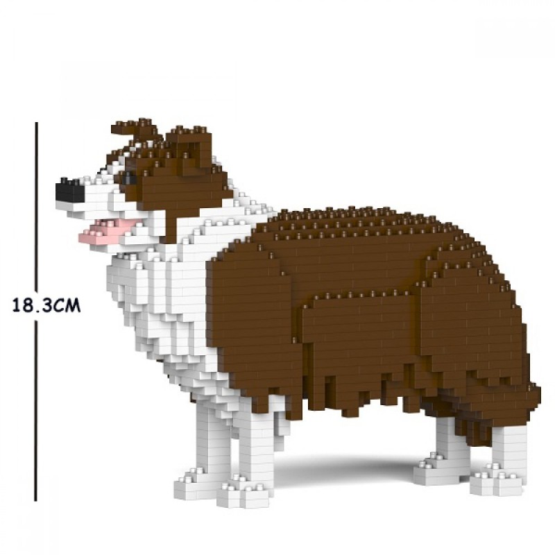 Chien Border Collie marron