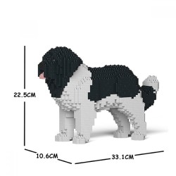 Black and white newfoundland dog