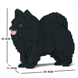 Black Dwarf Spitz dog