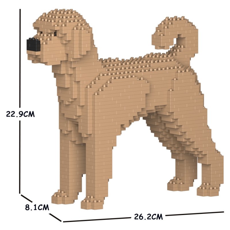 Chien Labradoodle beige