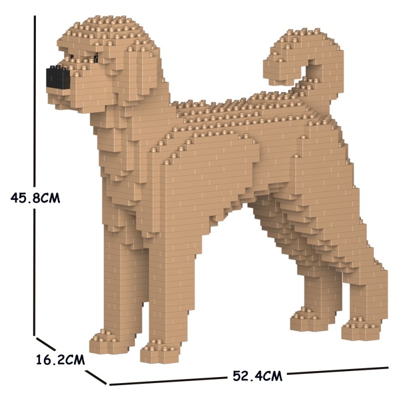 Chien Labradoodle beige