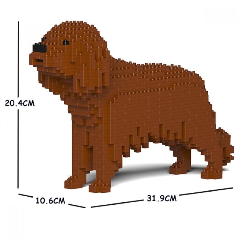 Brown Cavalier King Charles Spaniel dog