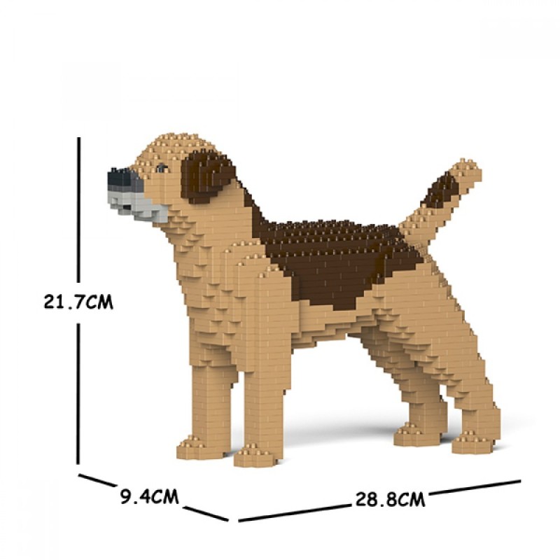 Brown Border Terrier dog