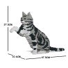 Chat American Shorthair