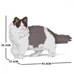 Gray Ragdoll cat
