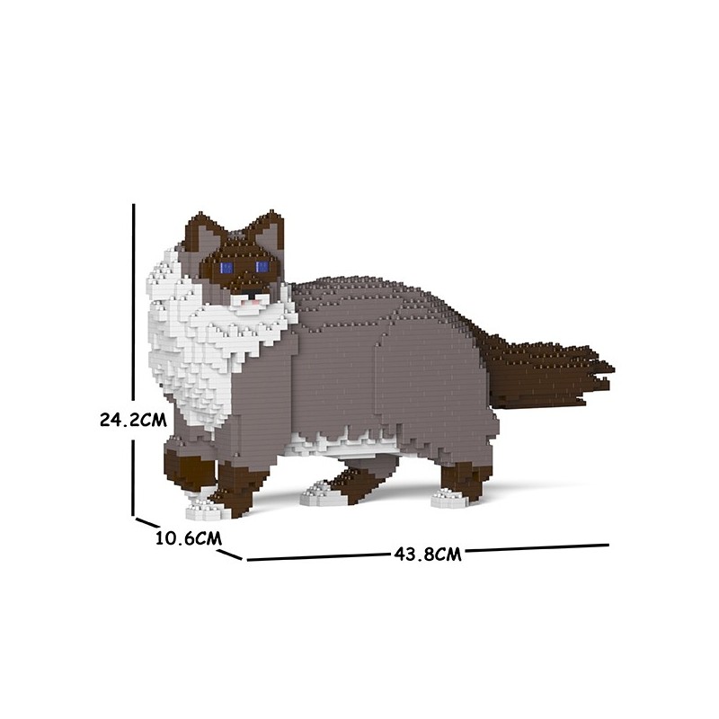 Dark Gray Ragdoll Cat