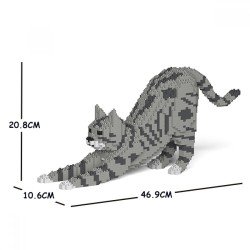 Chat Tigré gris clair