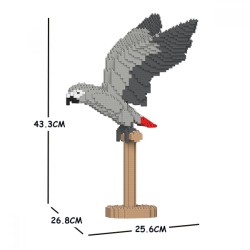 Gabon Gray Parrot wings outstretched